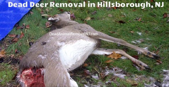 dead deer pick up hillsborough nj - disposal of dead deer carcass services hillsborough new jersey