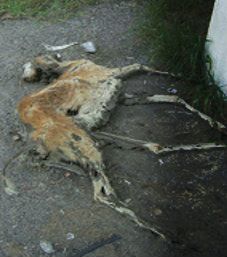 dead deer removal in berkeley heights nj - pick up dead deer in berkeley heights new jersey 