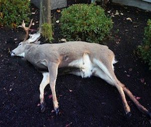 dead deer removal bernardsville nj - pick up dead deer carcass in bernardsville new jersey