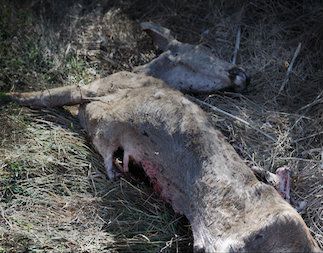 dead deer removal in cedar grove nj - pick up dead deer carcass in cedar grove new jersey