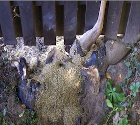 dead deer removal in chatham nj - pick up dead deer servicing chatham new jersey