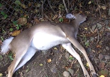 dead deer removal essex fells nj - pick up dead deer carcass essex fells new jersey