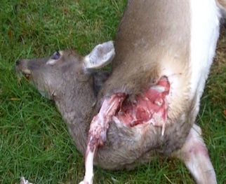 dead deer removal flemington nj - pick up dead animal service flemington new jersey