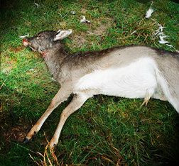 dead deer removal in mendham nj - pick up dead deer in mendham new jersey