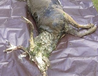 dead-deer-removal-morristown-nj dead deer removal in morristown nj - pick up dead deer in morristown new jersey
