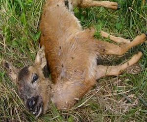 dead deer removal services new jersey