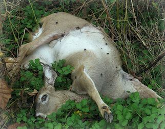 dead deer removal in north caldwell nj - pick up dead deer carcass in north caldwell new jersey 