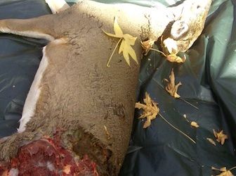 dead deer removal in Scotch Plains NJ - pick up dead deer carcass in Scotch Plains New Jersey