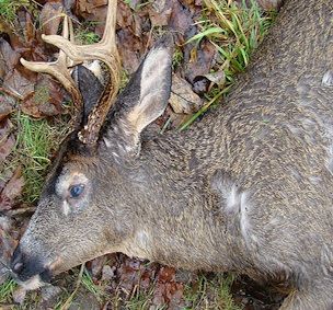 dead deer removal in upper montclair nj - pick up dead deer in upper montclair new jersey