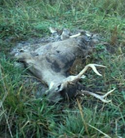 dead deer removal in verona nj - pick up dead deer carcass in verona new jersey