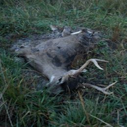 dead deer removal in warren nj - pick up dead deer servicing warren new jersey
