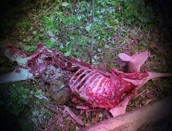dead deer removal in west caldwell nj - disposal of dead deer in west caldwell new jersey
