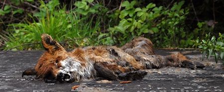 dead fox carcass sermoval services new jersey