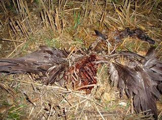 dead-geese-nj dead geese carcass on the ground - goose animal carcass new jersey