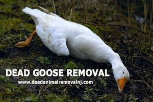 dead goose on the ground in New Jersey - white goose removal