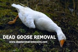 dead jersey geese goose removal ground nj animal