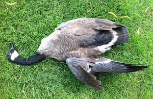 dead goose on the ground in NJ - brown goose removal nj