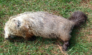 dead groundhog on the grass
