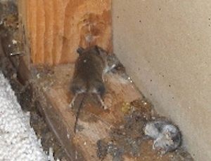 dead mice on the corner of the wall in new jersey - dead mice removal nj