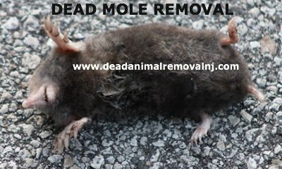 dead mole lying on the ground