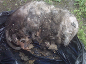 dead opossum rotten on the ground
