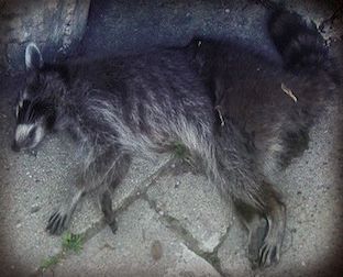 dead raccoon removal in florham park nj - pick up dead raccoon in florham park new jersey