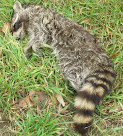 dead raccoon carcass