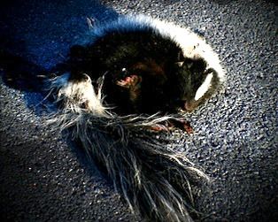 dead skunk removal in caldwell nj - pick up dead skunk carcass in caldwell new jersey
