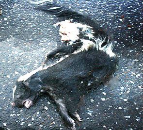 dead skunk removal in upper montclair nj - pick up dead skunk in upper montclair new jersey