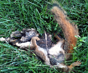 dead squirrel on the ground