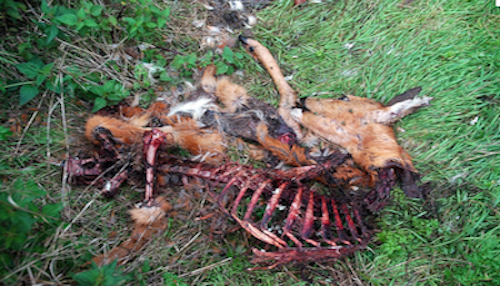 dead deer carcass disposal in new jersey