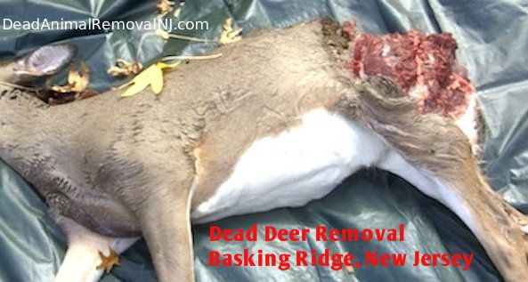 dead deer carcass removal basking ridge nj - disposal of dead deer carcass in basking ridge new jersey