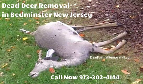 deer carcass removal in bedminster nj - disposal of deer carcass services in bedminster new jersey