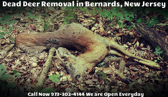 deer carcass removal bernards nj - disposal of dead deer carcass in bernards new jersey