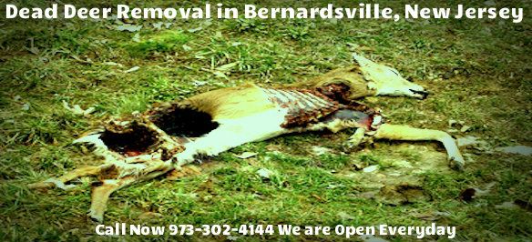 deer-carcass-removal-bernardsville-nj deer carcass removal bernardsville nj - disposal of deer carcass in bernardsville new jersey