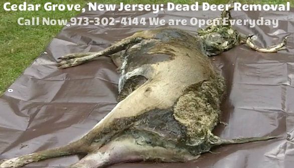deer carcass removal in cedar grove nj - dead deer carcass disposal in cedar grove new jersey