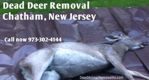deer carcass removal chatham nj - disposal of deer carcass services chatham new jersey