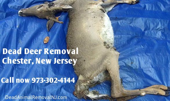 dead deer carcass removal disposal pickup chester nj