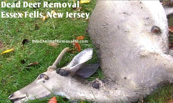 dead deer carcass removal essex fells nj - disposal of deer carcass essex fells new jersey