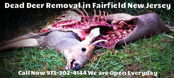 deer carcass removal in fairfield nj - disposal of deer carcass in fairfield new jersey
