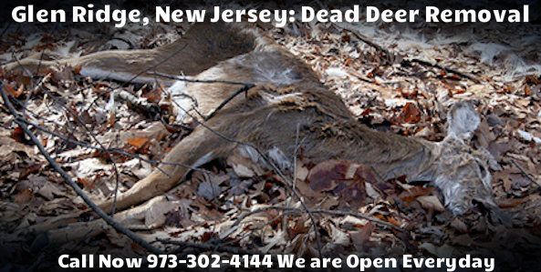 deer carcass removal in glen ridge nj - disposal of dead deer carcass in glen ridge new jersey