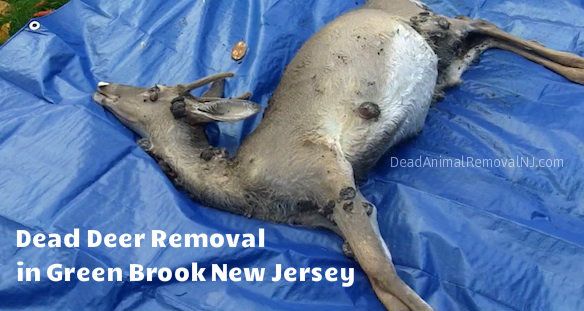 dead deer carcass removal in green brook nj - disposal of deer carcass service in green brook new jersey