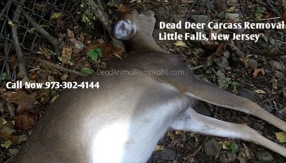 deer-carcass-removal-little-falls-nj dead deer carcass removal little falls nj - disposal of deer carcass in little falls new jersey