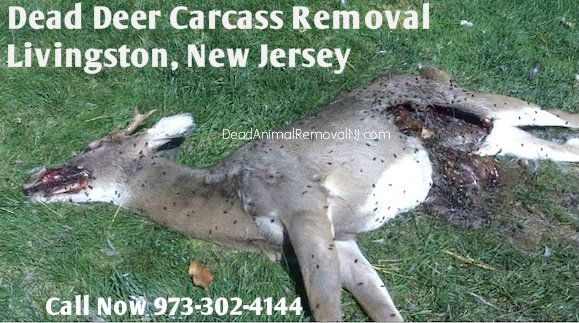 dead deer carcass removal livingston nj - disposal of deer carcass livingston new jersey