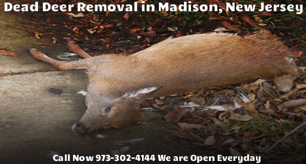 dead deer carcass removal in madison nj - disposal of dead deer carcass in madison new jersey