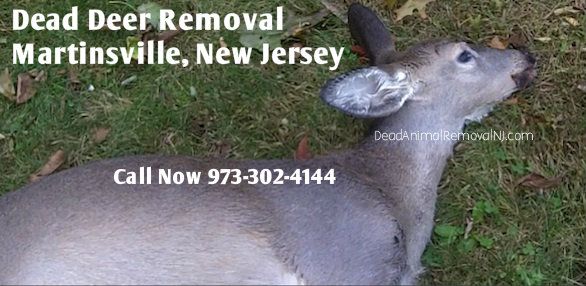 dead deer carcass removal martinsville nj - disposal of deer carcass in martinsville new jersey