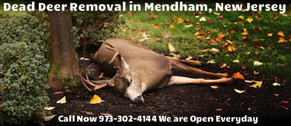 dead deer carcass removal mendham nj - disposal of dead deer carcass in mendham new jersey