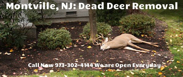 deer carcass removal in montville nj - disposal of dead deer carcass in montville new jersey