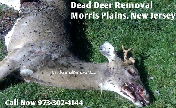 dead deer carcass removal morris plains nj - disposal of deer carcass morris plains new jersey