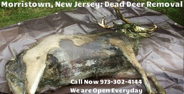 deer carcass removal morristown nj - disposal of deer carcass in morristown new jersey